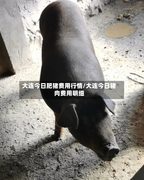 大连今日肥猪费用行情/大连今日猪肉费用明细