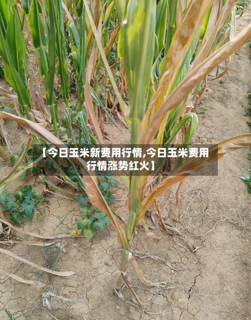 【今日玉米新费用行情,今日玉米费用行情涨势红火】